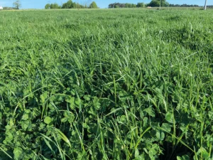Gamme Herbage
